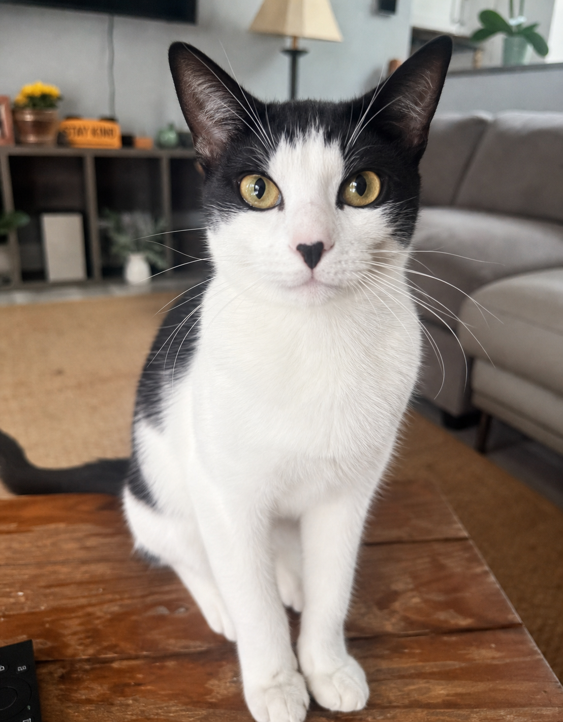 Campanita, resident cat at Shingo's Palace