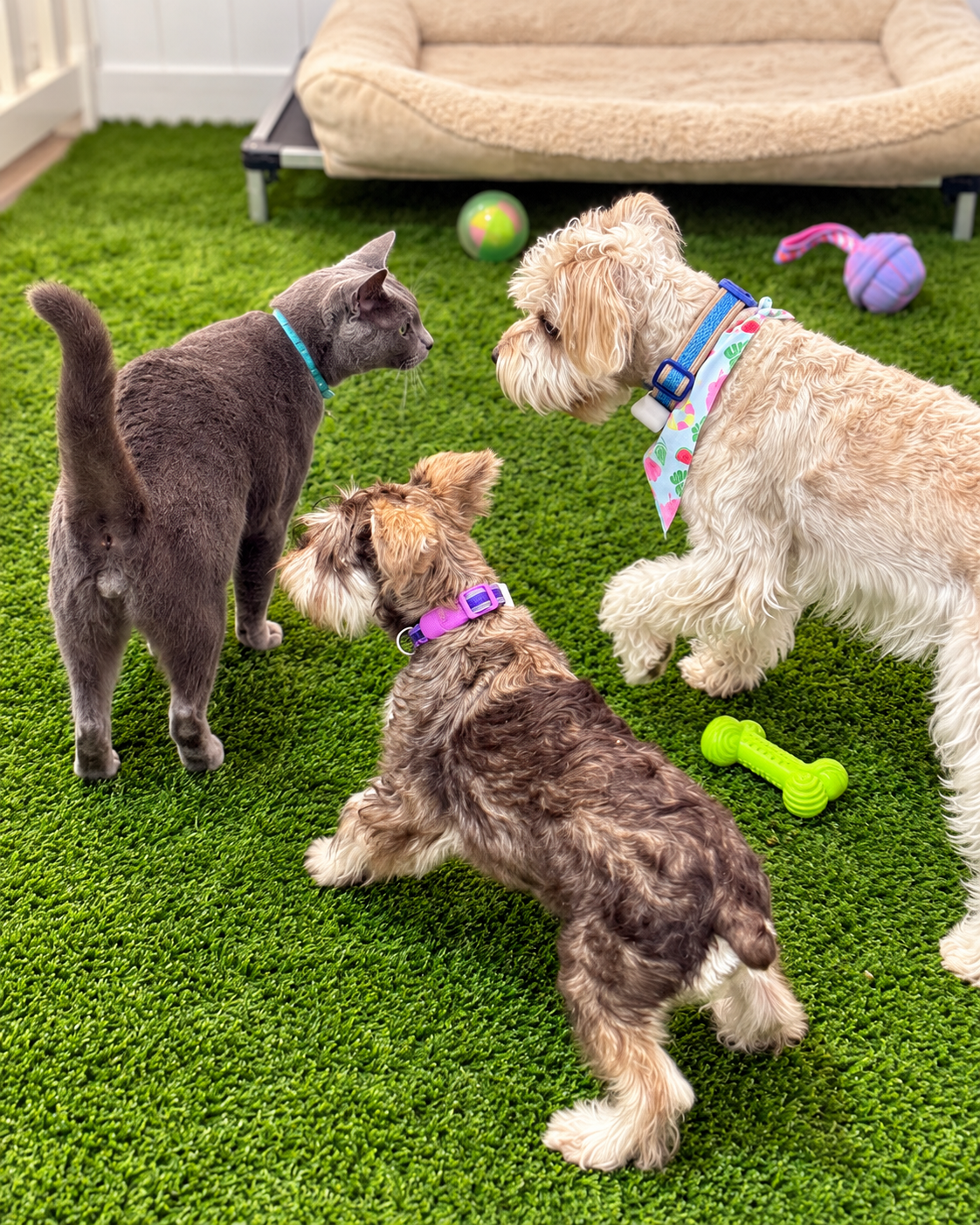 Two small dogs greeting a cat in the indoor play area at Shingo's Palace