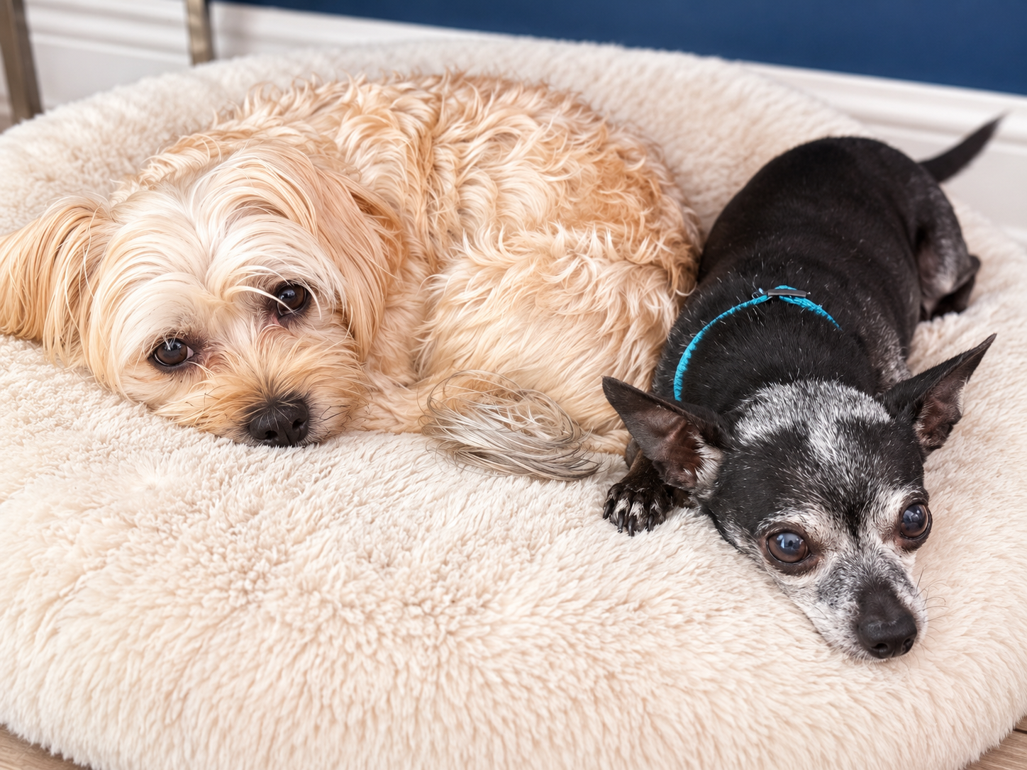 Two small dogs resting together on a soft bed at Shingo's Palace