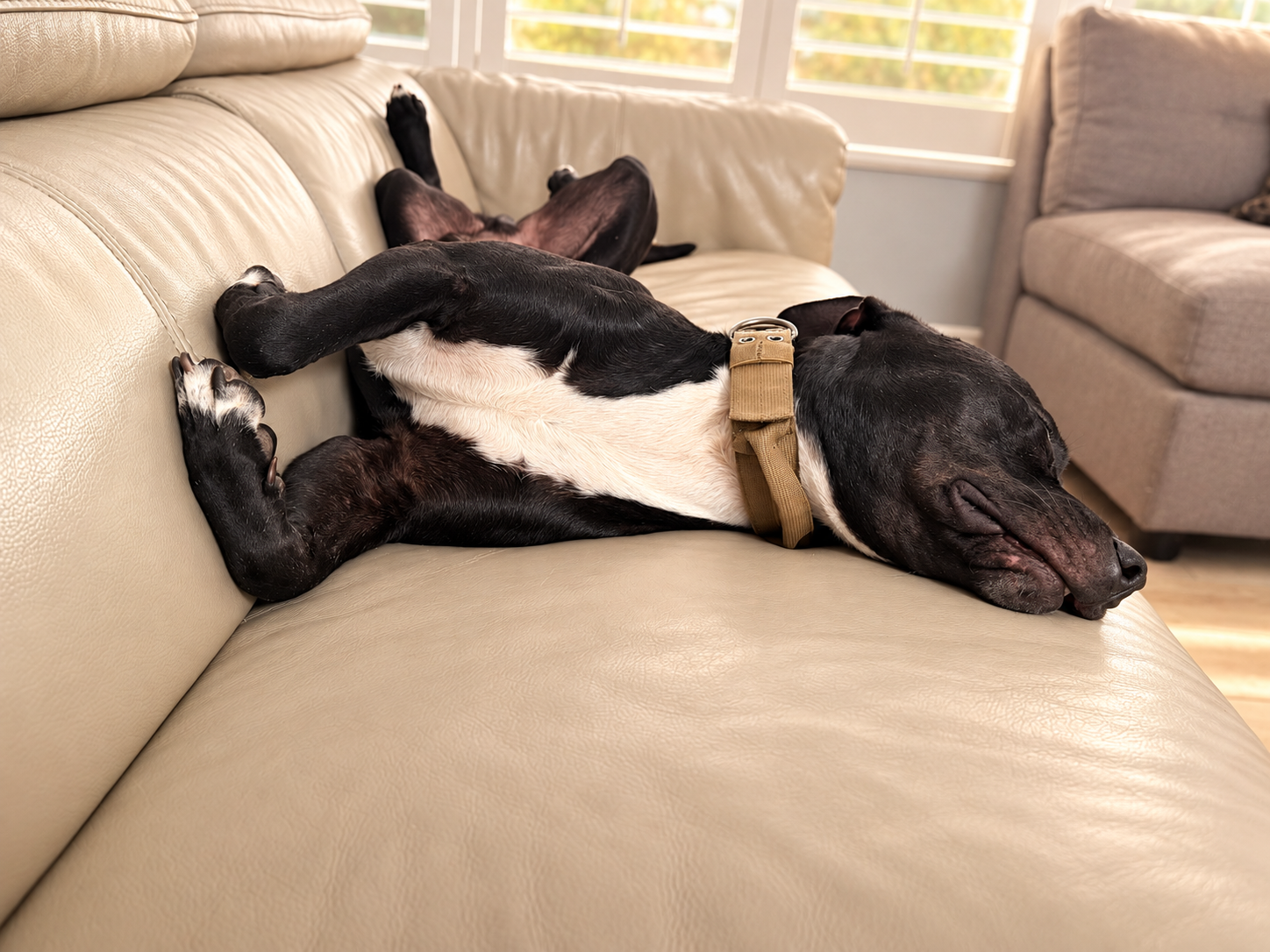 Dog sleeping comfortably on a sofa at Shingo's Palace