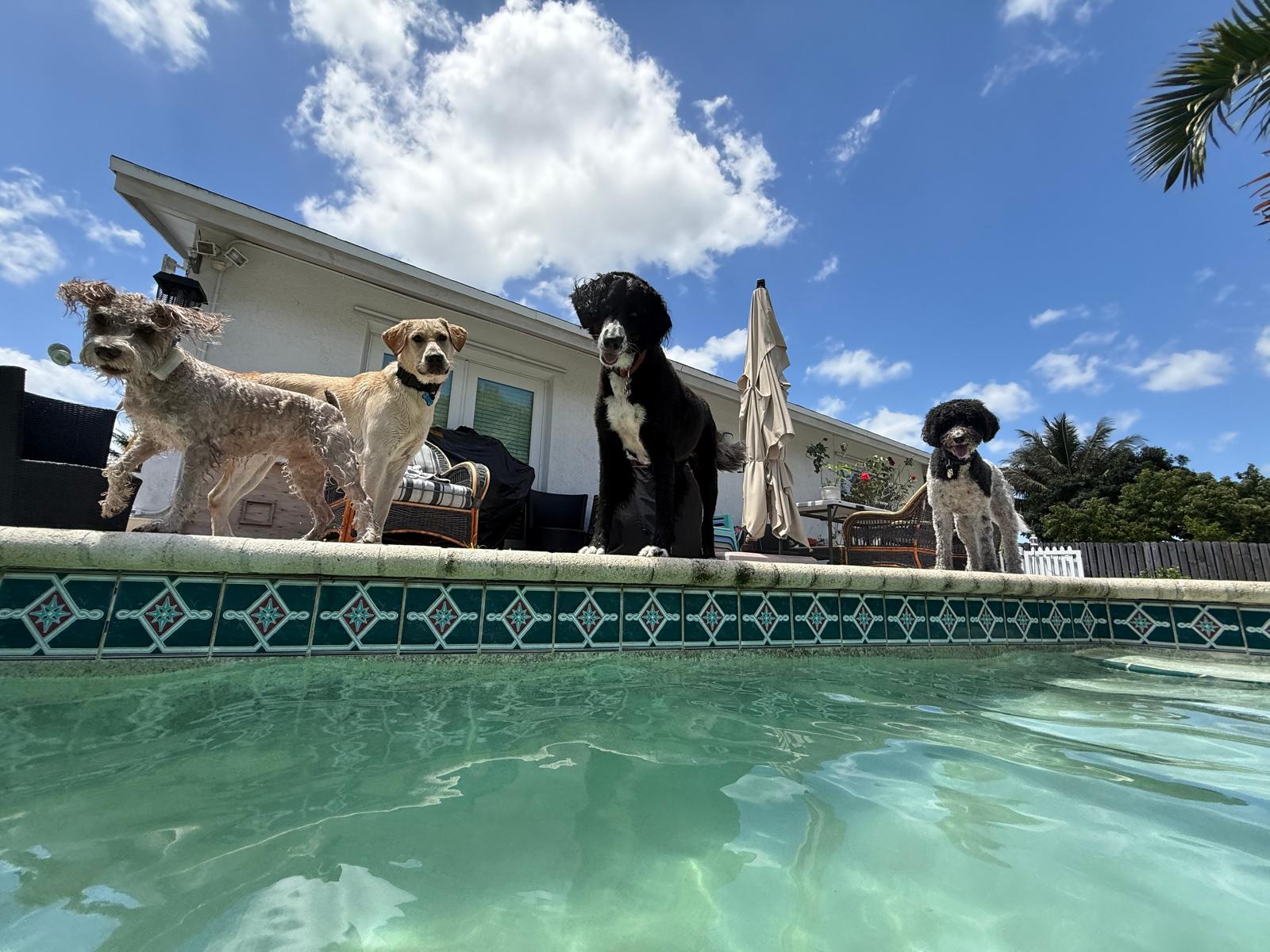 Dog splashing in the pool