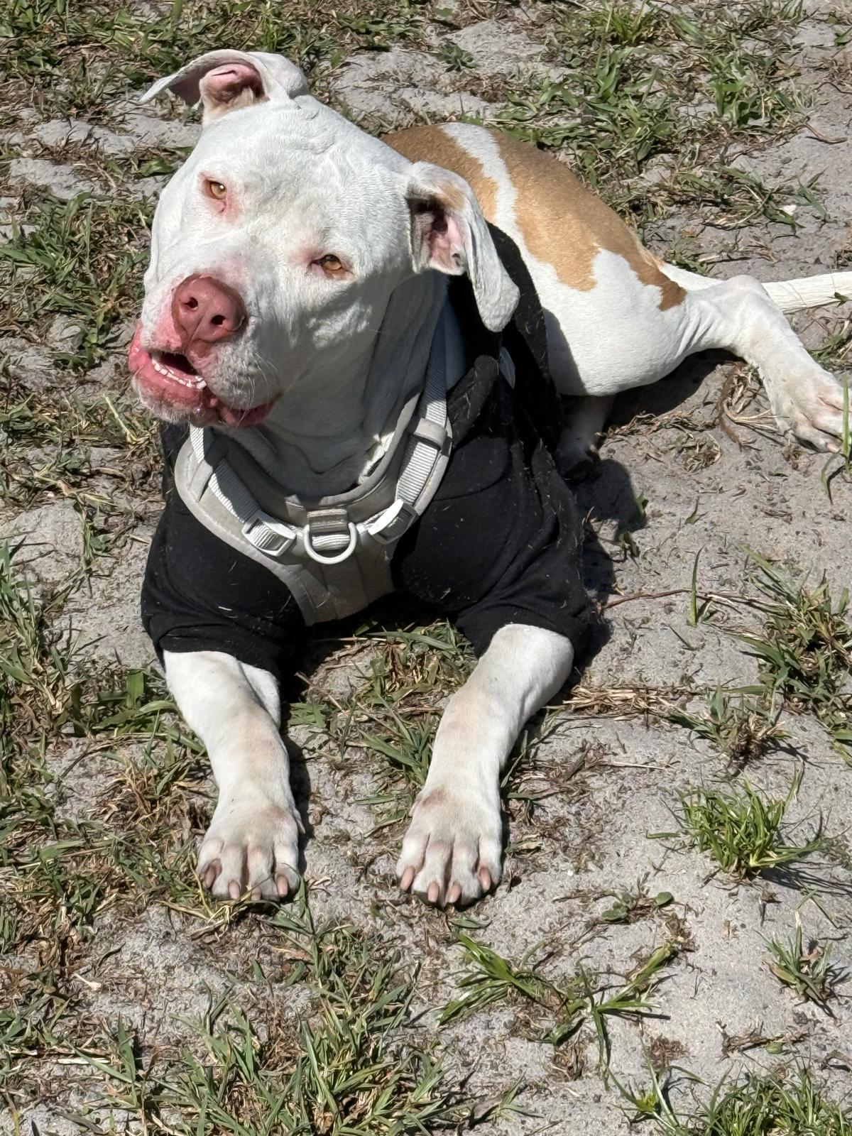 Jefe, an adopted dog who stayed at Shingo's Palace
