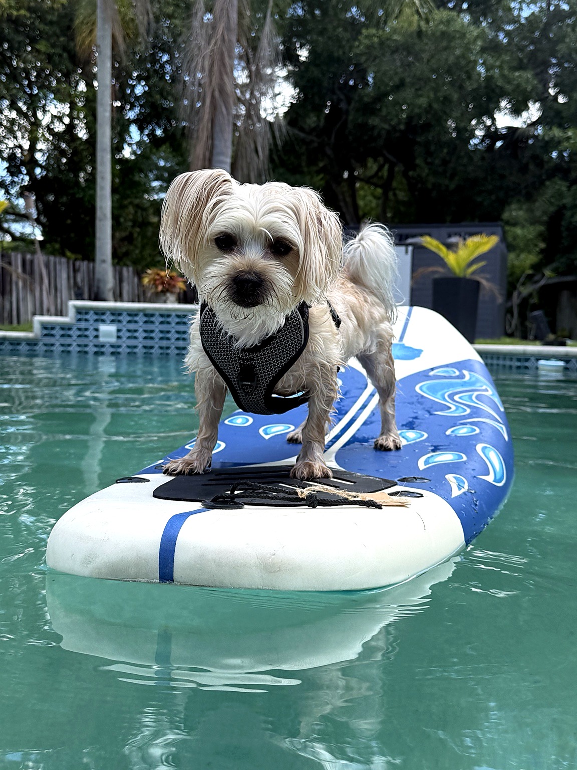 King standing on a paddleboard in the pool at Shingo's Palace