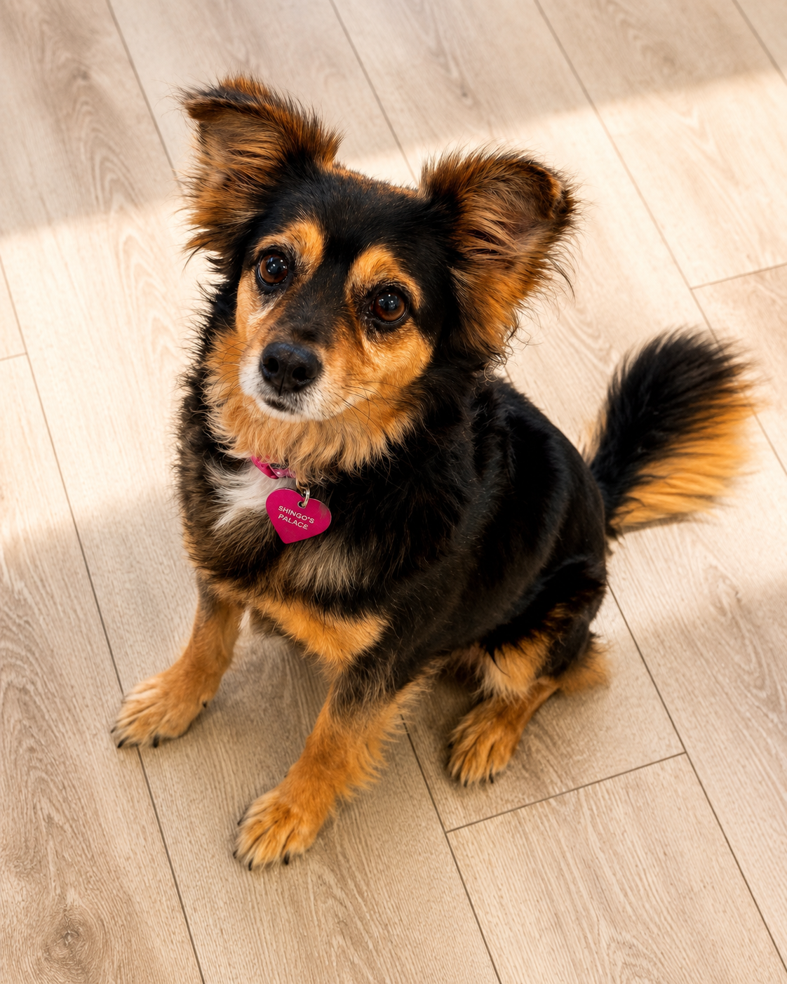 Margot, a regular daycare guest at Shingo's Palace