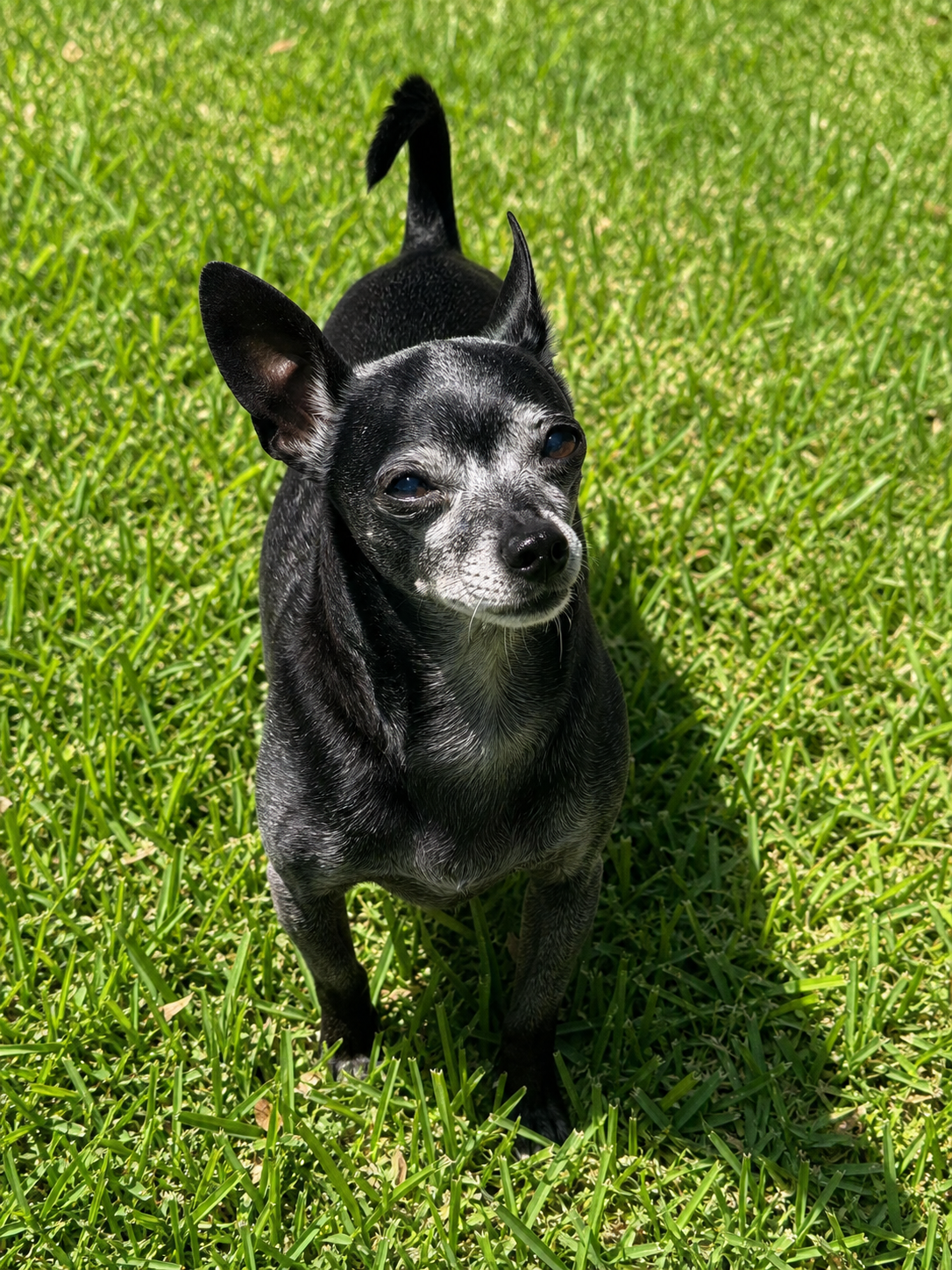 Murci, resident host dog at Shingo's Palace
