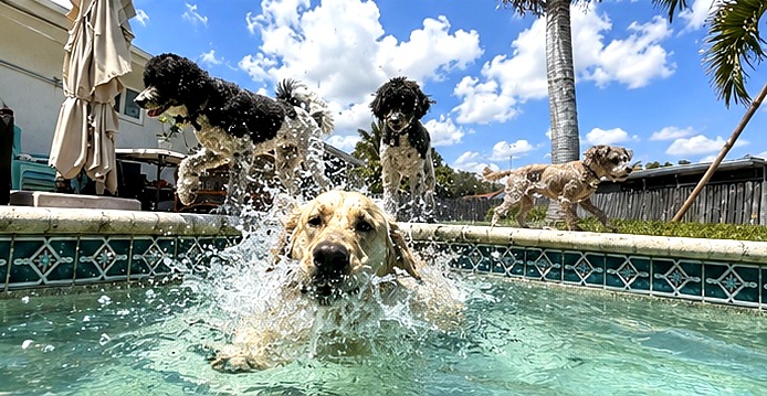 A Labrador swimming toward the camera while other dogs play around the pool at Shingo's Palace