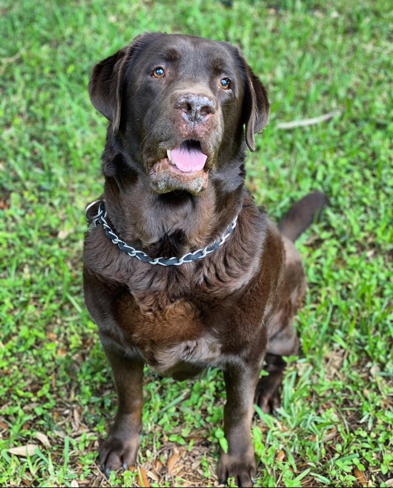 Shingo, the chocolate Labrador who inspired Shingo's Palace