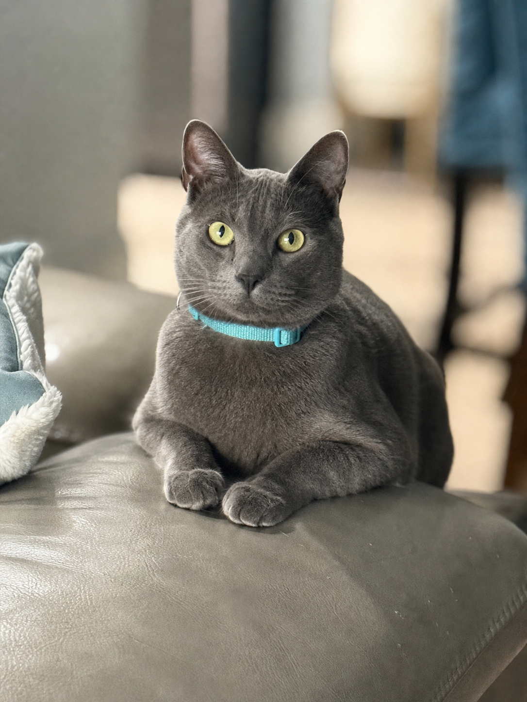 Silver, resident cat at Shingo's Palace